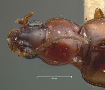Media type: image;   Entomology 5576 Aspect: pronotum dorsal